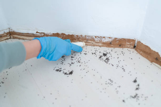 Best Wasp Removal Services  in Sterling, VA