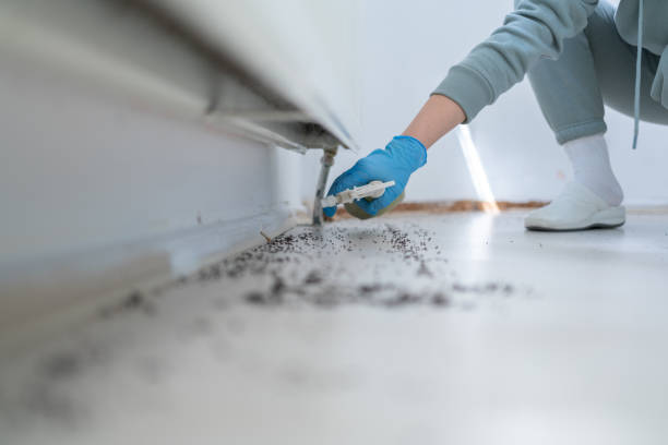 Best Rat Extermination Near Me  in Sterling, VA